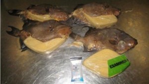 Cocaine was found in fried fish from Jamaica at the Miami Airport. (US Customs image)