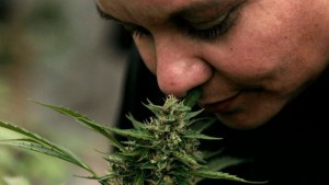 In this April 7, 2015 file photo, Cecilia Heyder, who suffers from systemic lupus and was also diagnosed with breast cancer in 2011, smells a marijuana plant during a press presentation of a legal medicinal marijuana plantation in the La Florida municipality of Santiago, Chile. While Chilean law already allows medical use of marijuana with the authorization of several ministries, on July 7, 2015 Chile's lower house of Congress approved a bill to allow Chileans to grow small amounts of marijuana for recreational or spiritual use. The measure still must go before a health commission and be approved by the Senate. 