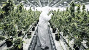 An employee with medicinal marijuana plants in the flowering room at Tweed INC in Smith Falls, Ontario, on Monday